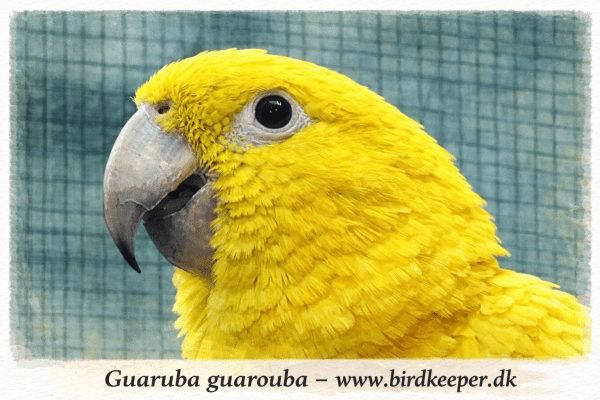 Goldsittiche (Guaruba guarouba) – Naturbrut aus kontrollierter Qualitätszucht