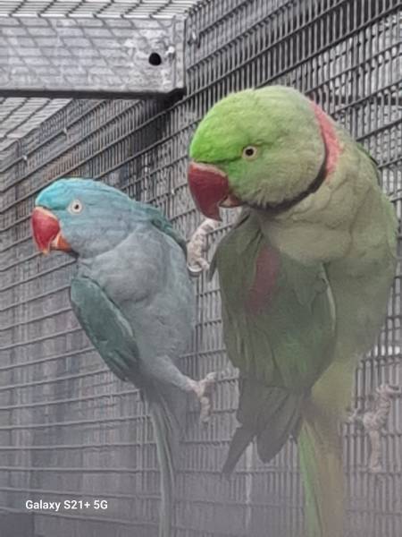 Alexandr velký  mutace