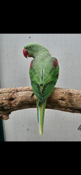 Alexander parkiet split lutino