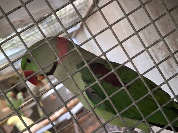 Alexander Parkieten diverse mutaties