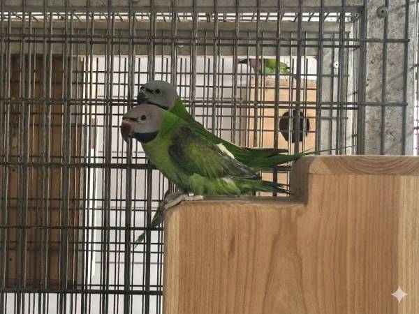 1-1 Rozeborstbaard Parkiet Split Blauw