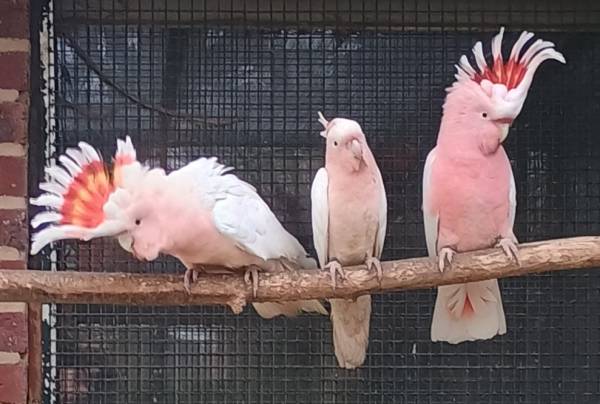 Cacatoes leadbeater (inka) – rosalbin lutino (rose kaketoe lutino)- guarouba (goudparkiet)