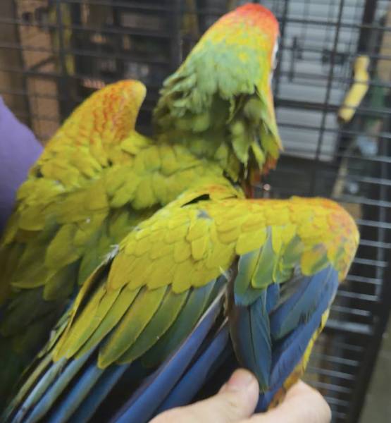 Ara verde (macao x buffon)