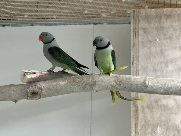 Malabar parkieten koppel