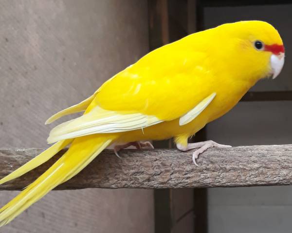 Gele Geelkop Kakarikies