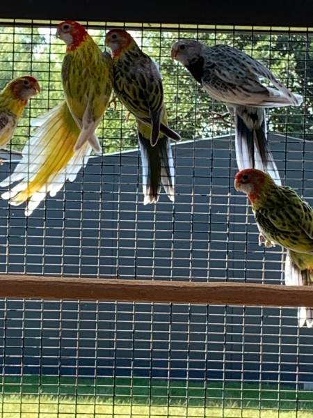 Rosella’s