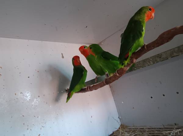 Agapornis Pullarius