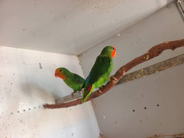 agapornis Pullarius
