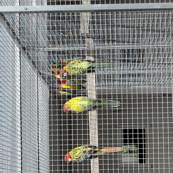 Rosella golden en split golden
