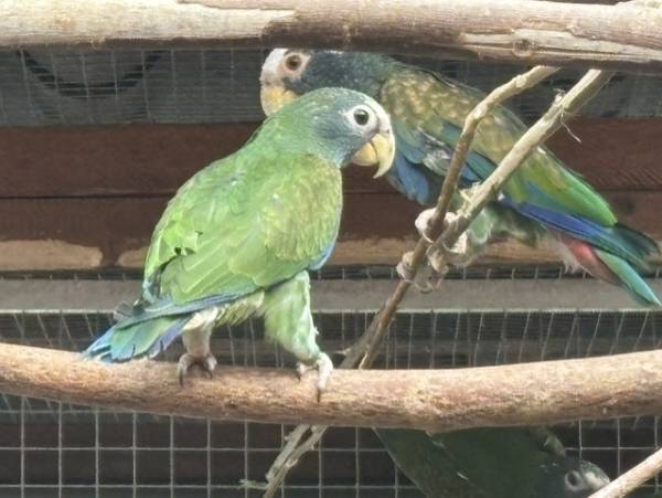 Witkop pionus