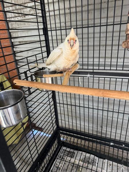 Little corella (Cacatua sanguinea) for sale