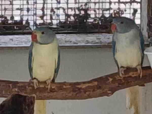 Halsband/ringneck parkieten