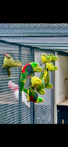 Gele en Split Gele Roodvleugels onverwant ’25