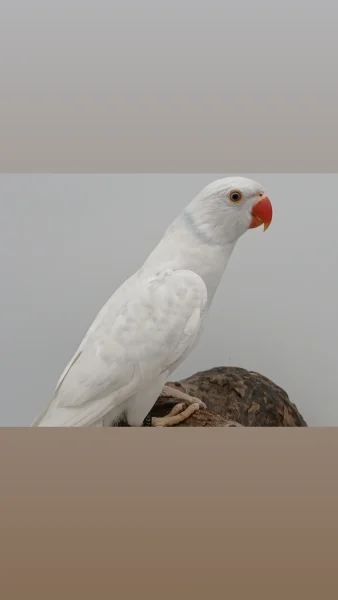 Halsband/ringneck parkieten