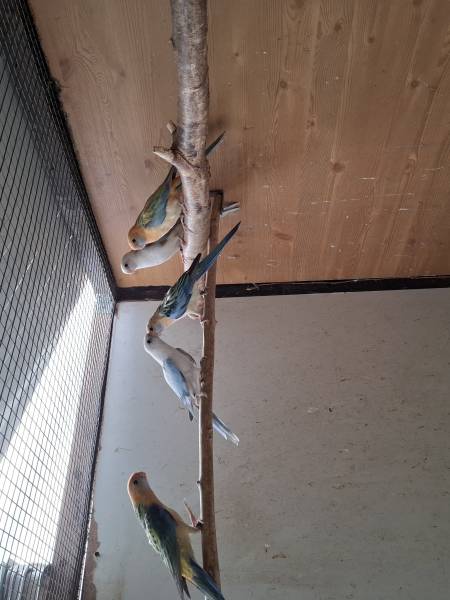 Rosella’s  oranje en bl  opaline / GG