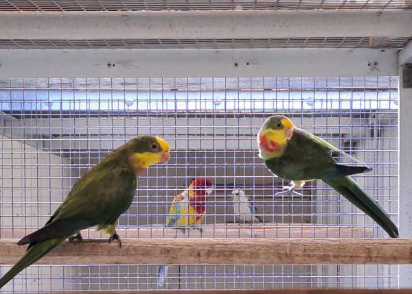 Barraband parkieten