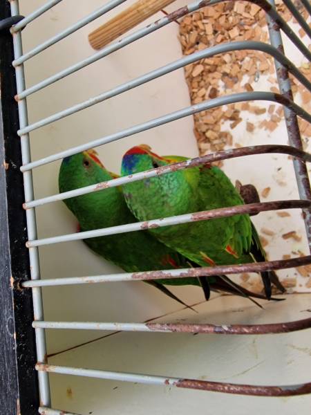 images