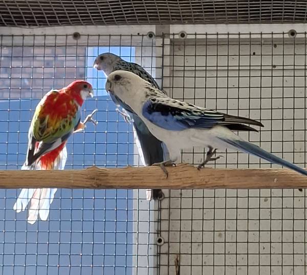 Rosella’s