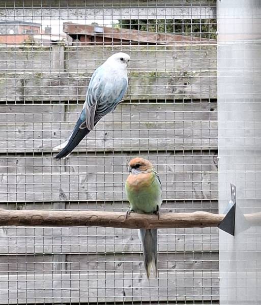 Rosella’s: blauw golden, oranje / golden