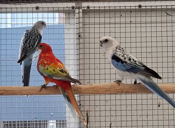 Rosella’s