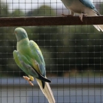 Twenty Eight (SOLD) Alexander & Ringnecks Available.
