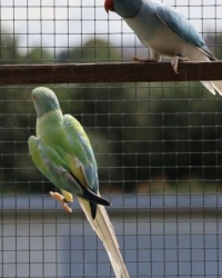 Twenty Eight (SOLD) Alexander & Ringnecks Available.