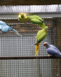 Ringneckparakeets for sale