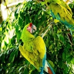 Ara ambiguus for Sale (Great Green Macaw for sale)