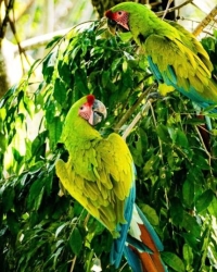 Ara ambiguus for Sale (Great Green Macaw for sale)