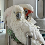 cacatua tenuirostris , Cacatua alba,Cacatua galerita galerita, Cacatua moluccensis, Cacatua leadbeateri, Eolophus roseicapilla for sale