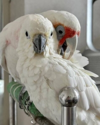 cacatua tenuirostris , Cacatua alba,Cacatua galerita galerita, Cacatua moluccensis, Cacatua leadbeateri, Eolophus roseicapilla for sale