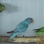 Pruimekoppen 025