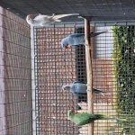 MUTATIES ALEXANDERS