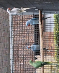 MUTATIES ALEXANDERS