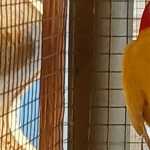 muatie’s pracht rosella’s