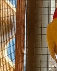 muatie’s pracht rosella’s