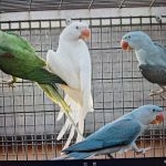 Mutaties Grote Alexander parkiet