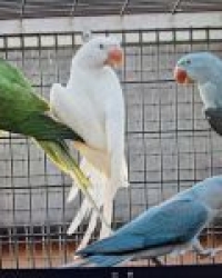 Mutaties Grote Alexander parkiet