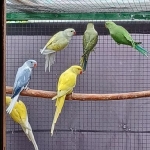 Halsband parkieten