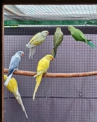 Halsband parkieten
