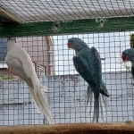 Alexander & Halsband parkieten