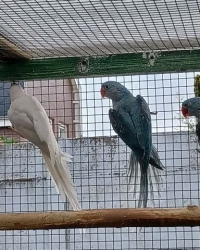 Alexander & Halsband parkieten