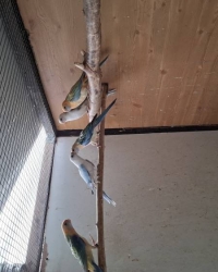 Rosella’s  oranje en bl  opaline / GG