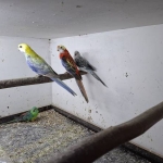 Pastel, cynamon en opaline  bleekkoppen