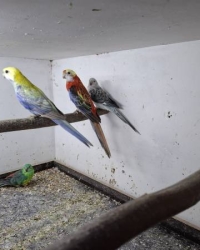 Pastel, cynamon en opaline  bleekkoppen