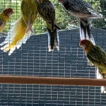 Rosella’s