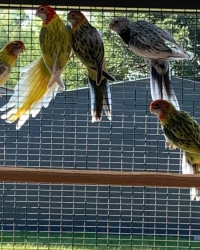 Rosella’s