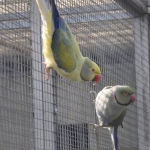 Aangeboden Kweekkoppels Halsband Parkieten