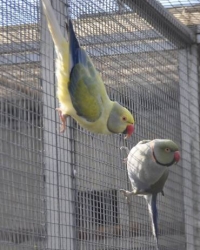 Aangeboden Kweekkoppels Halsband Parkieten