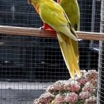 Jos cox zijn Parkieten